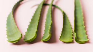 Lire la suite à propos de l’article Aloe Vera, la plante prodigieuse : explorons ses multiples vertus